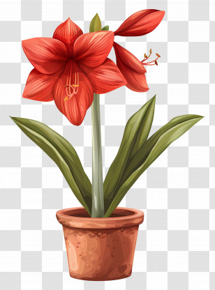 Potted Amaryllis Flower - Red Amaryllis In Decorative Flower Pot Transparent PNG