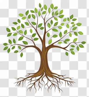 Tree With Roots - Tree With Roots And Green Leaves Illustration Transparent PNG