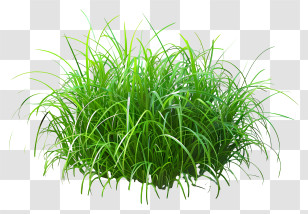 Grass Bush - Lush Green Grass Patch Illustration Transparent PNG
