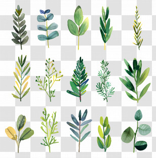 Herb - Collection Of Green Plant Leaves Transparent PNG
