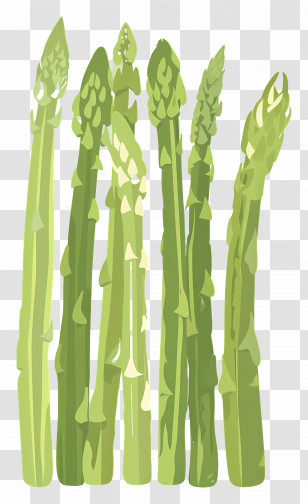 Asparagus - Green Asparagus Stalks Illustration Transparent PNG