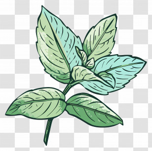 Leaf Mint - Green Basil Leaves Illustration Transparent PNG