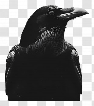 Raven - Black Crow Illustration Transparent PNG