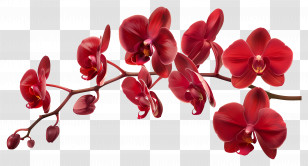 Orchid Flower - Vivid Red Orchid Flowers On A Branch Transparent PNG