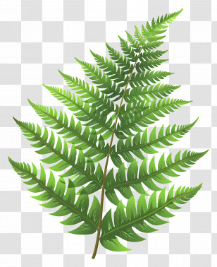 Fern Leaf - Realistic Green Fern Leaf Illustration Transparent PNG