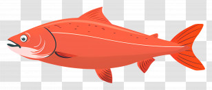 Fish - Salmon Illustration In Aquatic Theme Transparent PNG