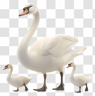 Swan - White Swan With Cygnet Family Illustration Transparent PNG