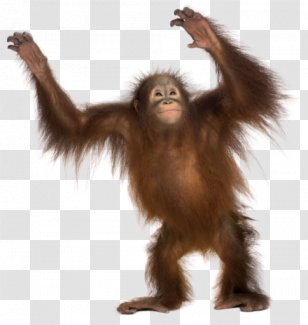 Common Chimpanzee Gorilla Monkey Primate Sumatran Orangutan - Wildlife Transparent PNG