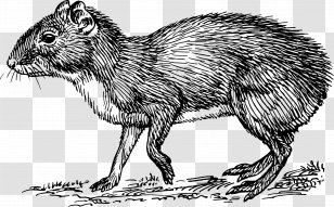 Rodent Jaguar Felidae Llama Agouti - Whiskers Transparent PNG
