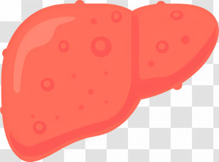 Cartoon Liver - Cartoon Liver Illustration For Health Education Transparent PNG