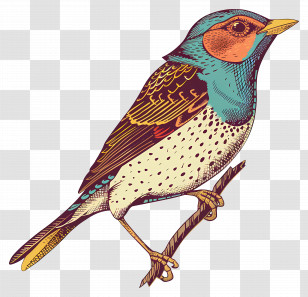 Bird - Colorful Bird Illustration With Intricate Details Transparent PNG
