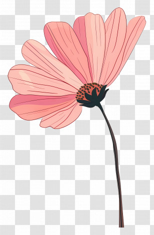 Pink Daisy - Elegant Pink Flower Illustration Transparent PNG