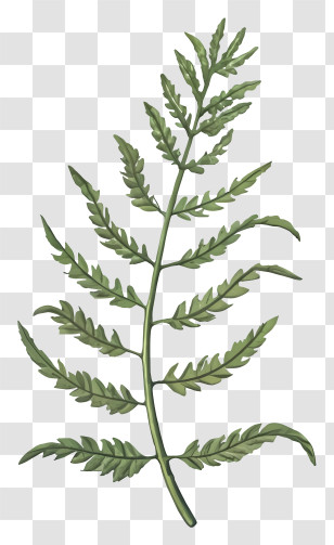 Fern Leaf - Botanical Illustration Of A Green Fern Leaf Transparent PNG