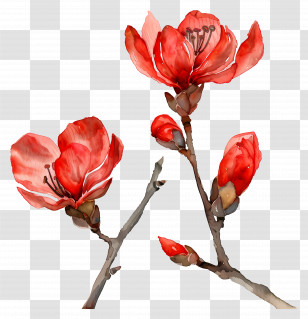 Watercolour Flowers - Red Flowering Branches Art Transparent PNG