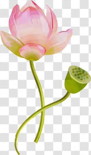 Lotus Transparent PNG