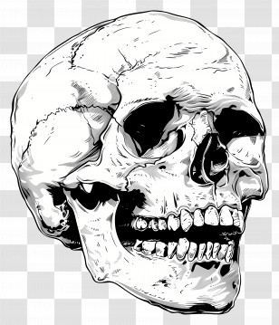 Human Skull Drawing - Detailed Human Skull Anatomy Drawing Transparent PNG
