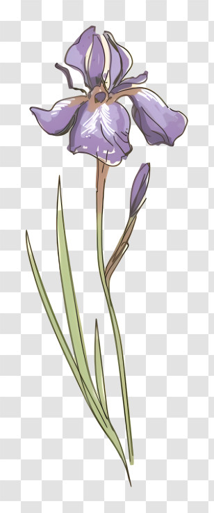 Purple Iris Flower - Purple Iris Flower Illustration Transparent PNG