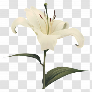 Lilies - Beautiful White Lily Flower Illustration Transparent PNG