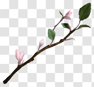 Tree Branch - Delicate Flowering Branch With Buds Transparent PNG