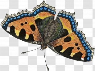 Butterfly Camberwell Beauty Insect Moths And Butterflies Moth - Nymphalis - Lycaenid Transparent PNG