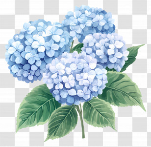 Blue Hydrangea Flower - Beautiful Blue Hydrangea Flowers Illustration Transparent PNG