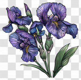Iris - Blooming Purple Iris Flowers Transparent PNG