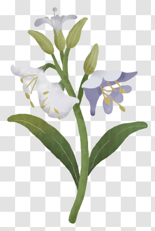 Wildflower - White And Purple Bell Flowers Illustration Transparent PNG