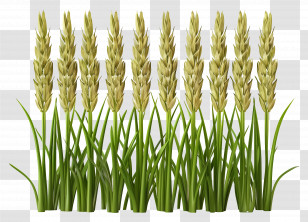 Rice Stalk - Wheat Stalks In Field Transparent PNG