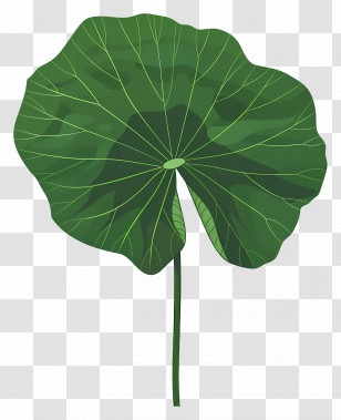 Lotus Leaf - Green Lotus Leaf Illustration Transparent PNG