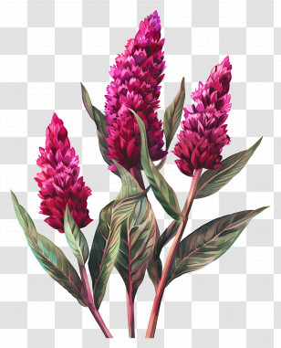 Celosia Flower - Vibrant Pink Celosia Flowers With Green Leaves Transparent PNG
