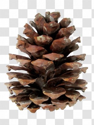 Family Tree Background - Lodgepole Pine - Natural Material American Larch Transparent PNG