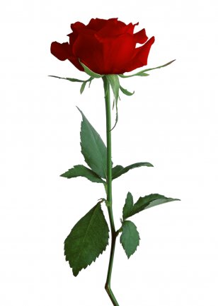 Rose Clip Art - Flowering Plant Transparent PNG