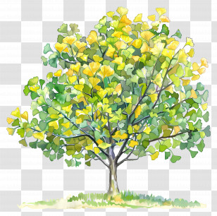 Ginkgo Tree - Tree With Yellow-Green Lush Leaves Transparent PNG