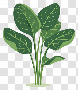 Spinach - Fresh Spinach Leaves Drawing Transparent PNG