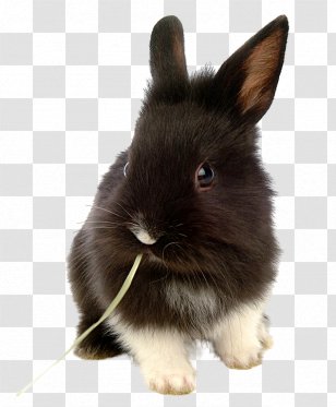 Lionhead Rabbit Domestic Dog Holland Lop Transparent PNG