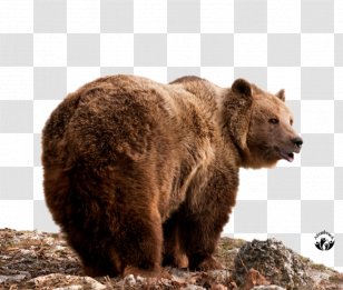 Brown Bear American Black Eurasian Lynx El Oso Pardo Photography - Grizzly Transparent PNG