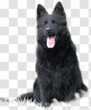 German Shepherd Chow Shiloh Dog Groenendael Tervuren - Breed - Long Hair Transparent PNG