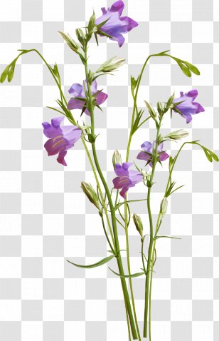 Botanical Illustration Watercolor Painting Botany Art - Flower Transparent PNG