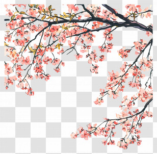 Flowering Cherry Tree - Cherry Blossoms On Branches Transparent PNG