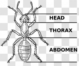 Insect Body Parts Png Images Transparent Insect Body Parts Images