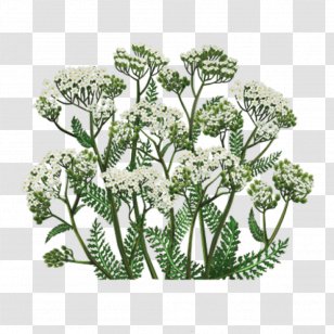 Yarrow Medicinal Plants Herb Tea - Apiales Transparent PNG