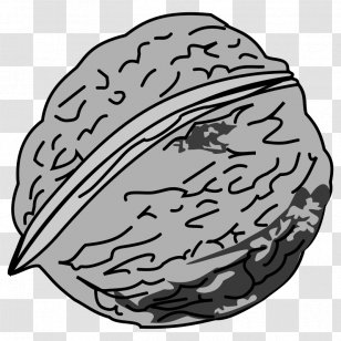 Eastern Black Walnut Clip Art Image - Cartoon Transparent PNG