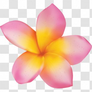 Plumeria Rubra Flower Stock Photography - Royaltyfree - Frangipani Transparent PNG