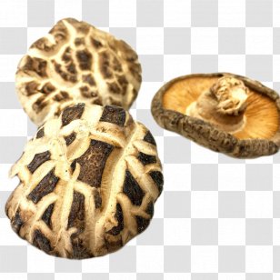 Shiitake Mushroom Lindens - Agaricus Silvicola - Linden Wood Transparent PNG