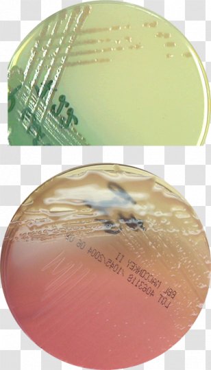 Pseudomonas Aeruginosa MacConkey Agar - Burn Wounds Transparent PNG