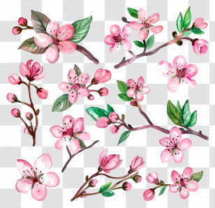 Cherry Blossom - Flowering Cherry Blossom Branches In Spring Colors Transparent PNG