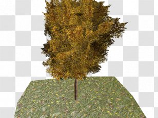 Evergreen Leaf Ginkgo Biloba Tree Transparent PNG