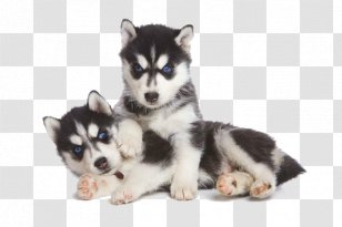 Siberian Husky Puppy Jack Russell Terrier Pug - Bank Transparent PNG