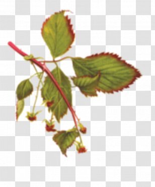 Wild Roots Vodka Marionberry Raspberry - Brennerei - Mojito Transparent PNG