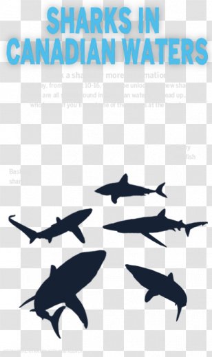 Dolphin Killer Whale Shark Logo Font - Week Transparent PNG